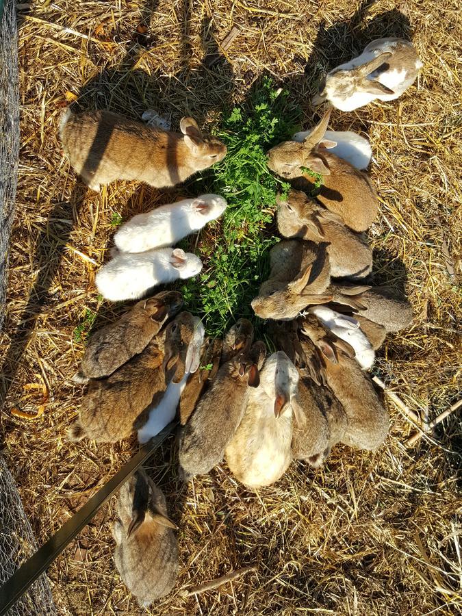 Masseria Trulli Sull'Aia Cisternino Zewnętrze zdjęcie